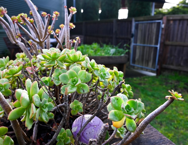 Chelsea Edited 04 min